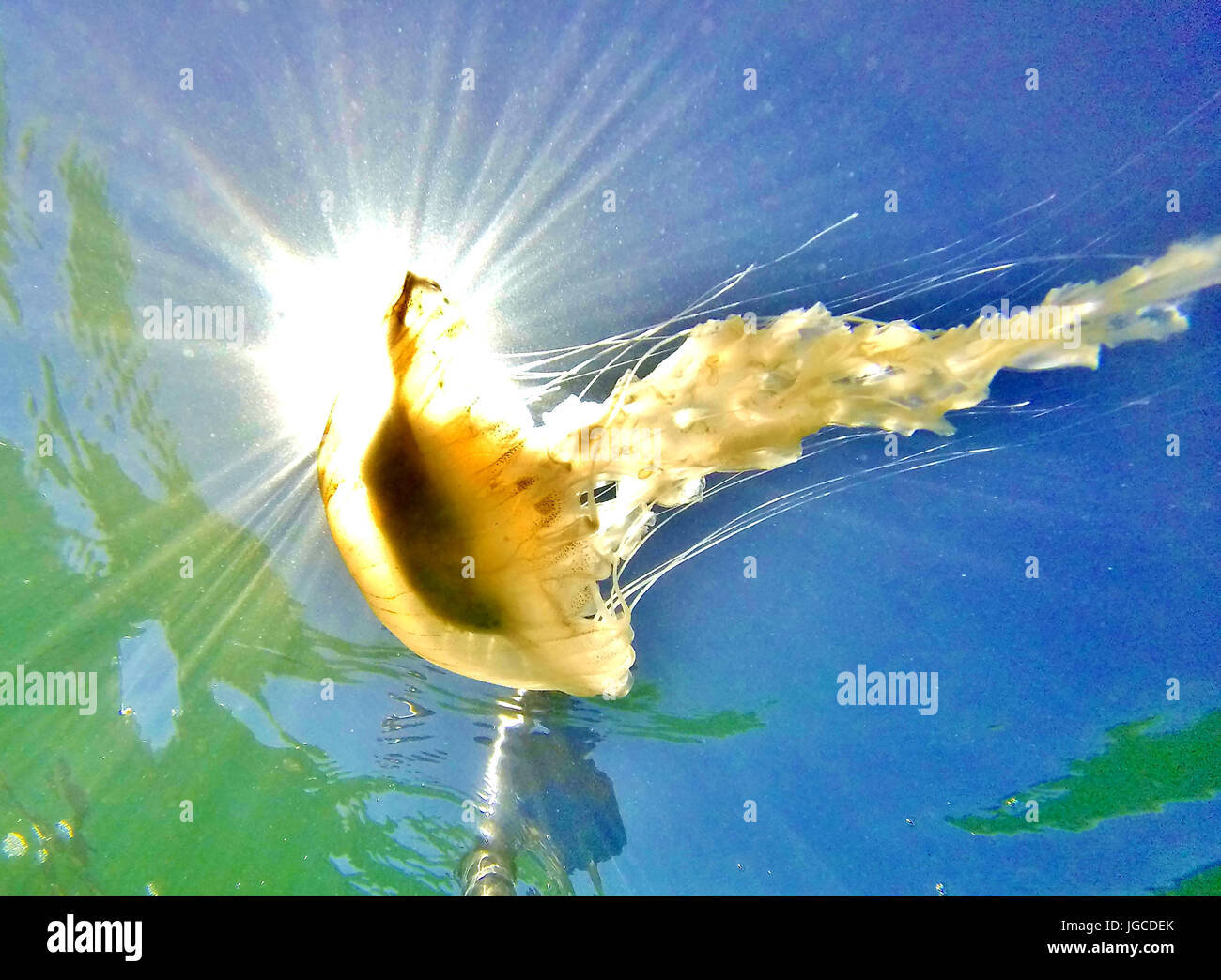 Beachlands, Hayling Island. 05th July 2017. High pressure anticyclonic conditions brought hot and sunny weather to the South coast today. A compass jellyfish floating in the water off Hayling Island in Hampshire. Credit: james jagger/Alamy Live News Stock Photo