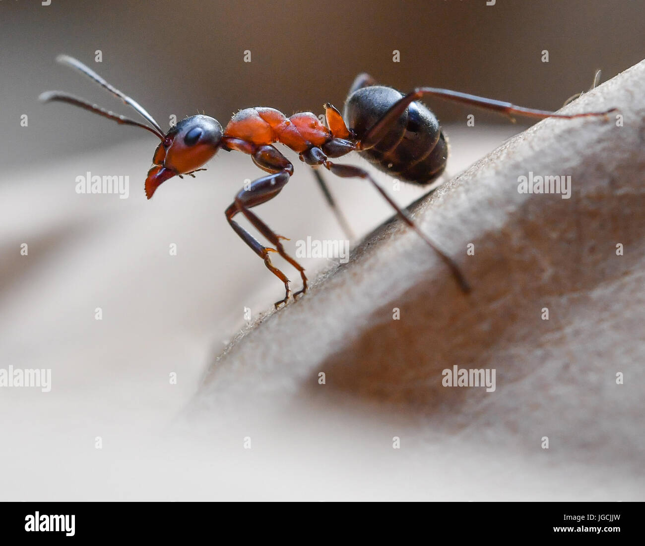 Birkenwerder, Germany. 04th July, 2017. A Formica polyctena (species of European red wood ant), photographed in a forest near Birkenwerder, Germany, 04 July 2017. The certified biologist and CEO of the company Nagola Re GmbH, Christina Graetz, helps relocating ants. Photo: Patrick Pleul/dpa-Zentralbild/dpa/Alamy Live News Stock Photo