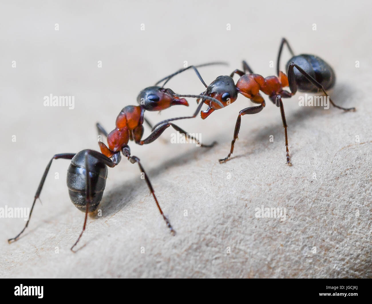 Birkenwerder, Germany. 04th July, 2017. Two Formica polyctenas (species of European red wood ant), photographed in a forest near Birkenwerder, Germany, 04 July 2017. The certified biologist and CEO of the company Nagola Re GmbH, Christina Graetz, helps relocating ants. Photo: Patrick Pleul/dpa-Zentralbild/dpa/Alamy Live News Stock Photo