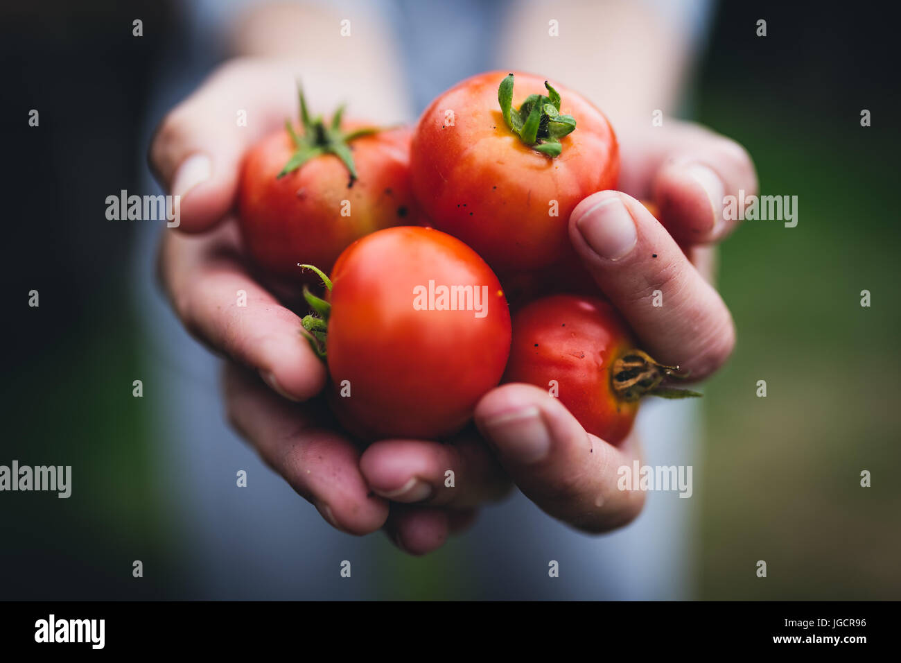 Person holding a handful of tomatoes Stock Photo