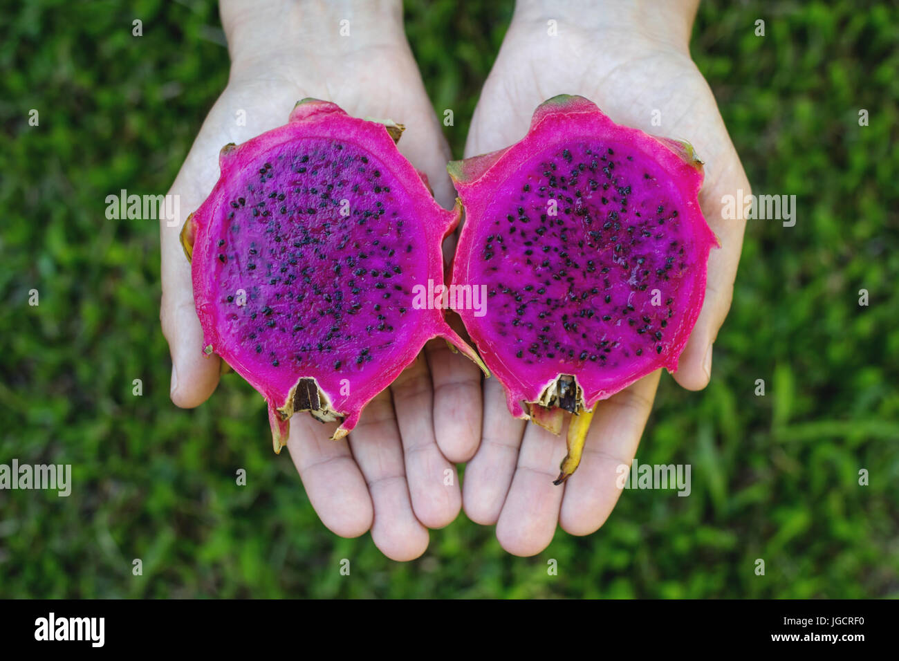 Woman's hand holding dragon fruit in her hands Stock Photo