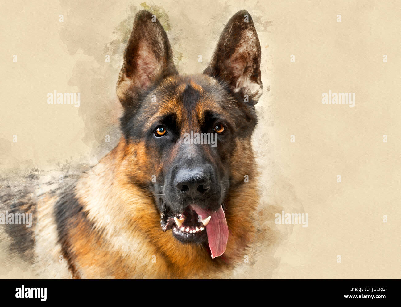 Portrait of a German shepherd dog with tongue hanging out Stock Photo