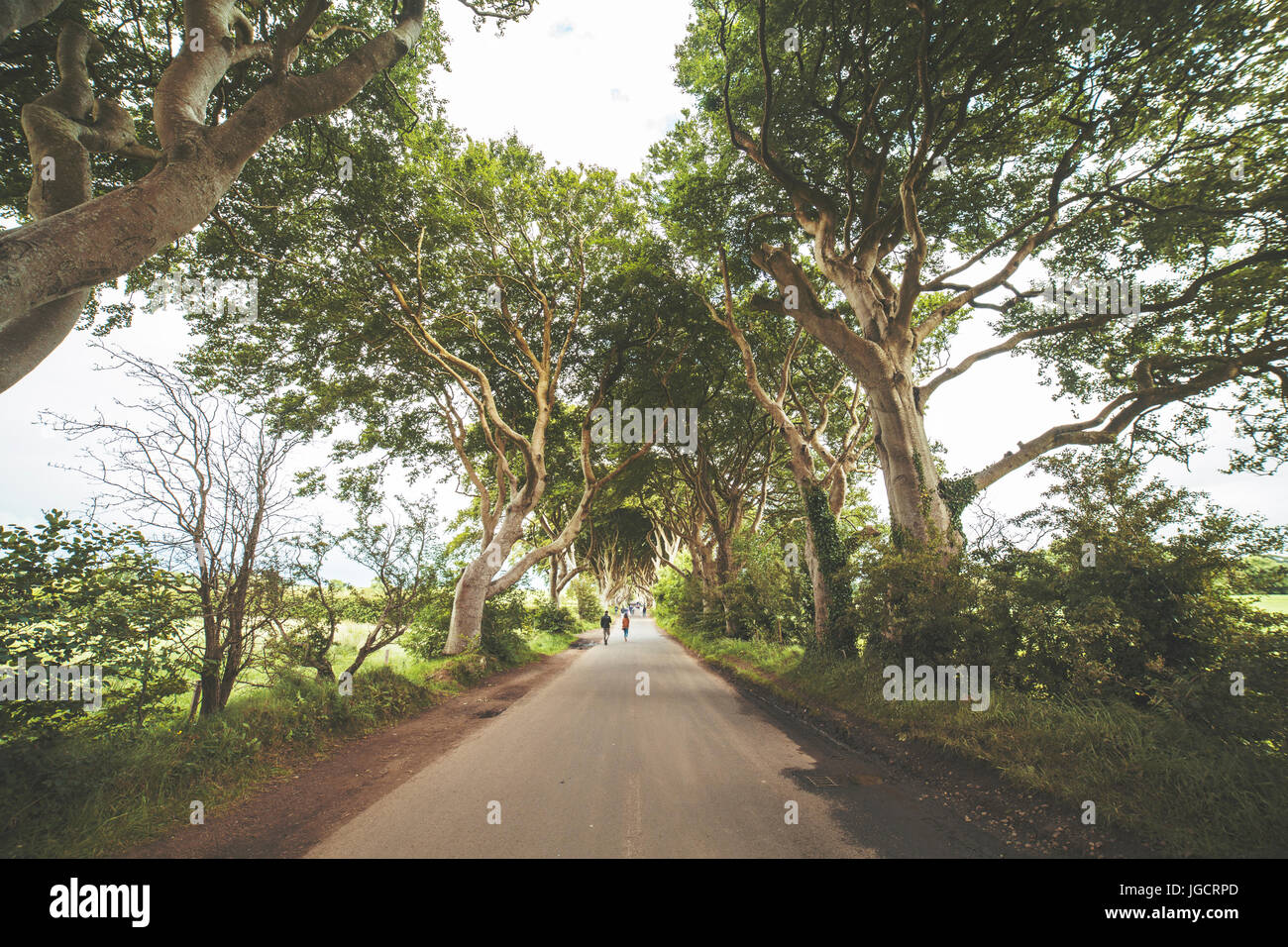 The dark hedges located in Ballymoney, Northern Ireland Stock Photo