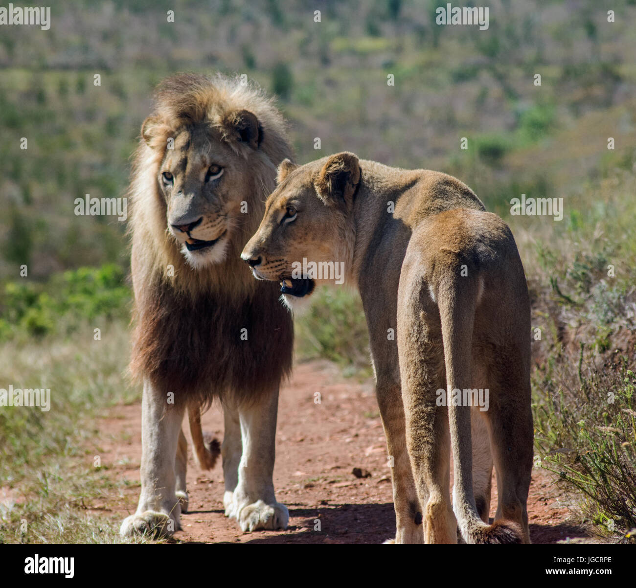 Lion and Lioness, Limpopo, South Africa Stock Photo