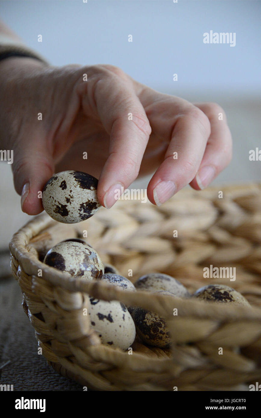Woman's hand holding a Quail egg Stock Photo