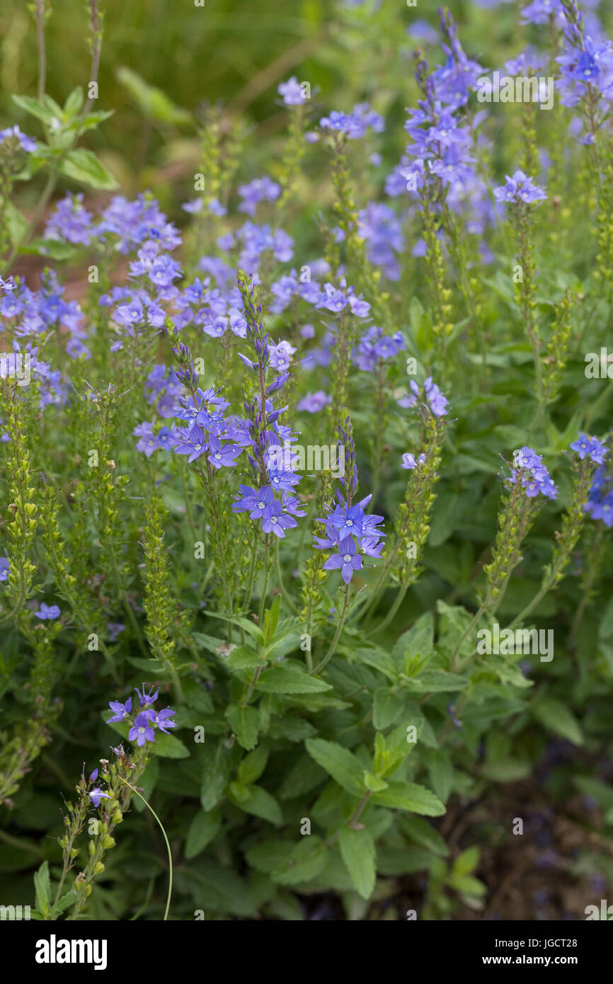 Österreichischer Ehrenpreis, Veronica austriaca, Veronica austriaca austriaca, Veronica teucrium, broadleaf speedwell, large speedwell, Austrian speed Stock Photo