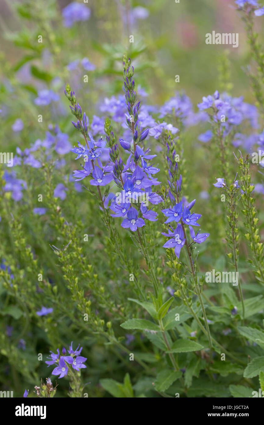 Österreichischer Ehrenpreis, Veronica austriaca, Veronica austriaca austriaca, Veronica teucrium, broadleaf speedwell, large speedwell, Austrian speed Stock Photo