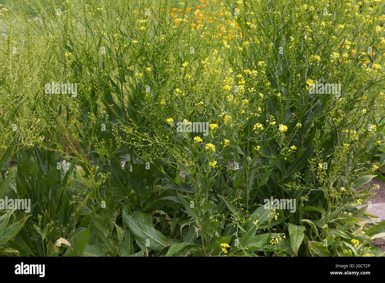 Orientalisches Zackenschötchen, Glattes Zackenschötchen, Türkische Rauke, Bunias orientalis, Warty Cabbage, Turkish wartycabbage, warty-cabbage, hill Stock Photo