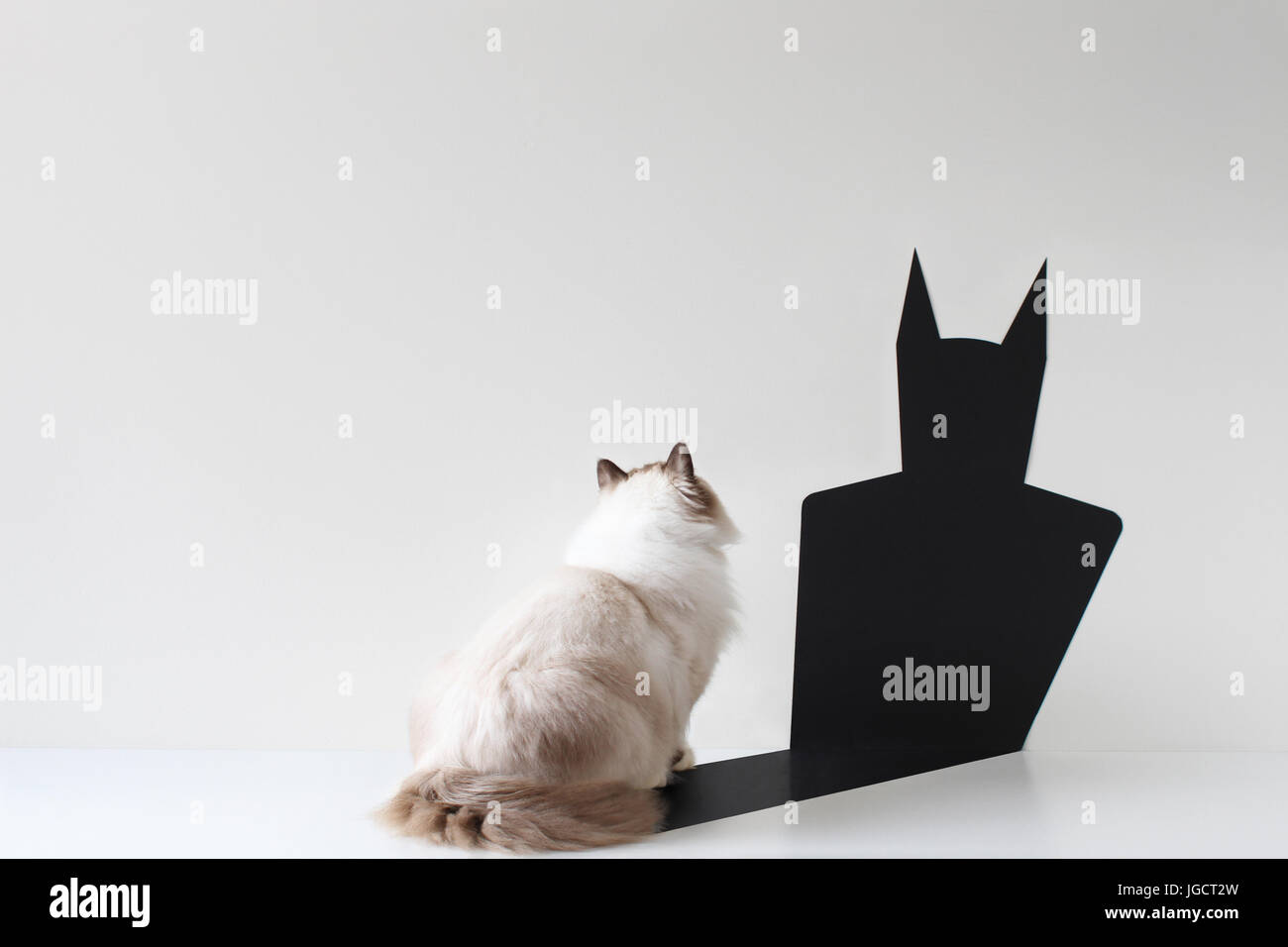 Conceptual ragdoll cat looking at bat shadow Stock Photo
