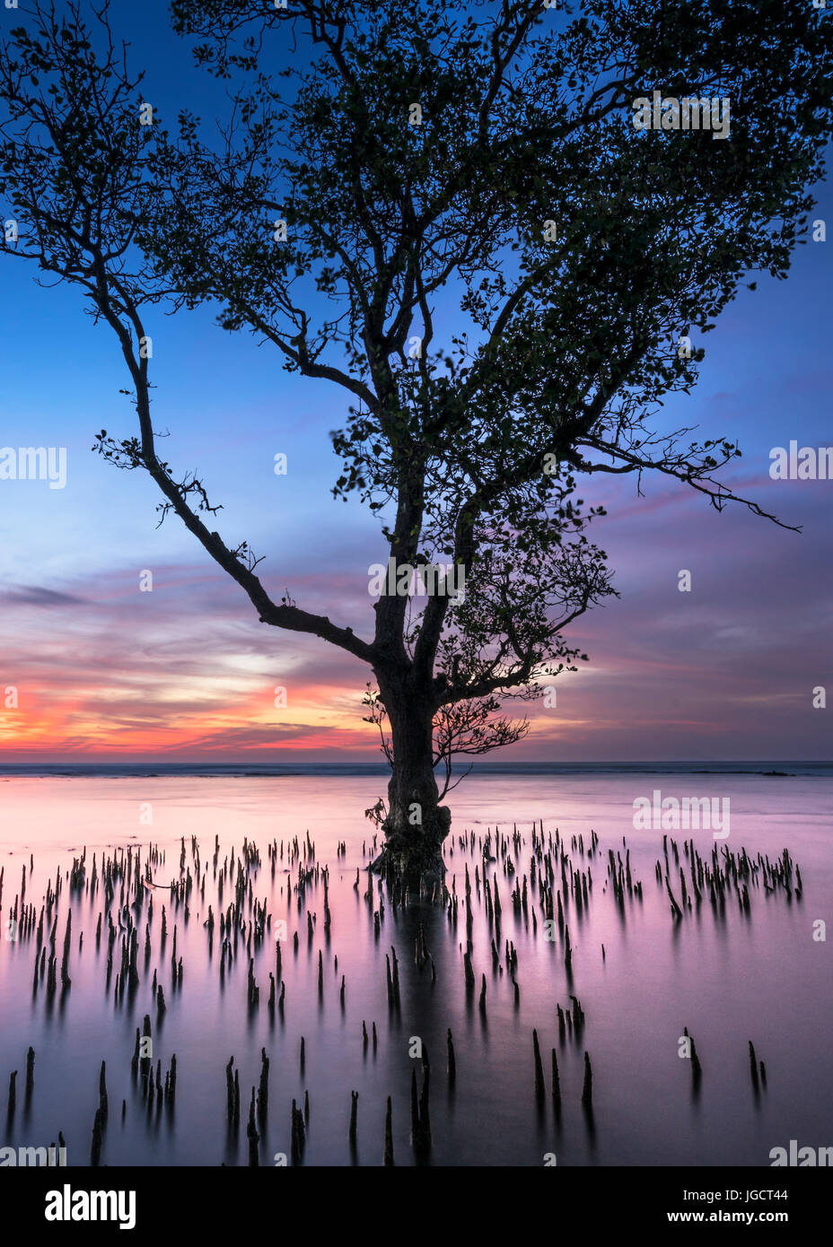 Tree in the sea at sunset, West Java, Indonesia Stock Photo