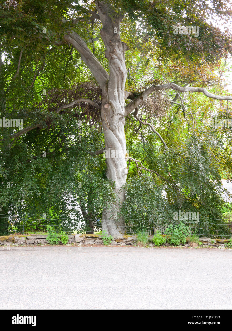 Spiral tree trunk hires stock photography and images Alamy