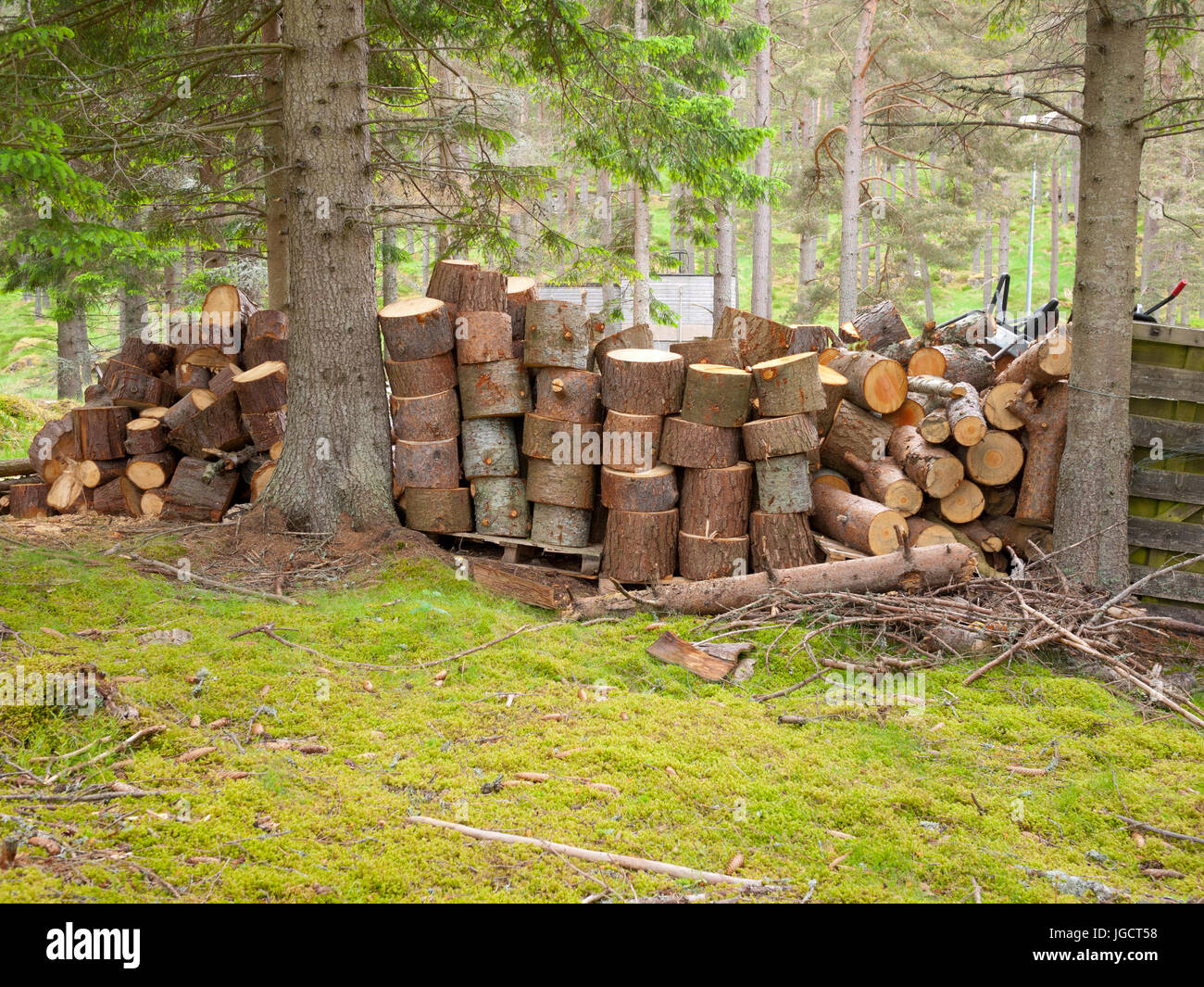 Piles of cut tree logs in forest clearing,Scotland, UK Stock Photo Alamy