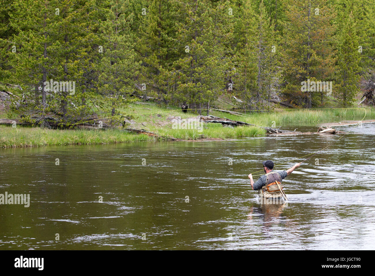 A man is fly fishing in the Firehole River south of Madison Junction in Yellowstone National Park Stock Photo