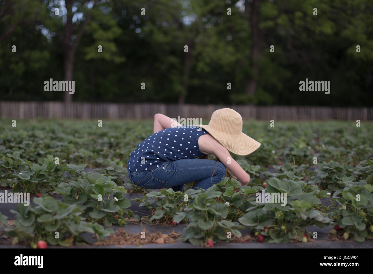 Girl picking strawberries in a field Stock Photo - Alamy
