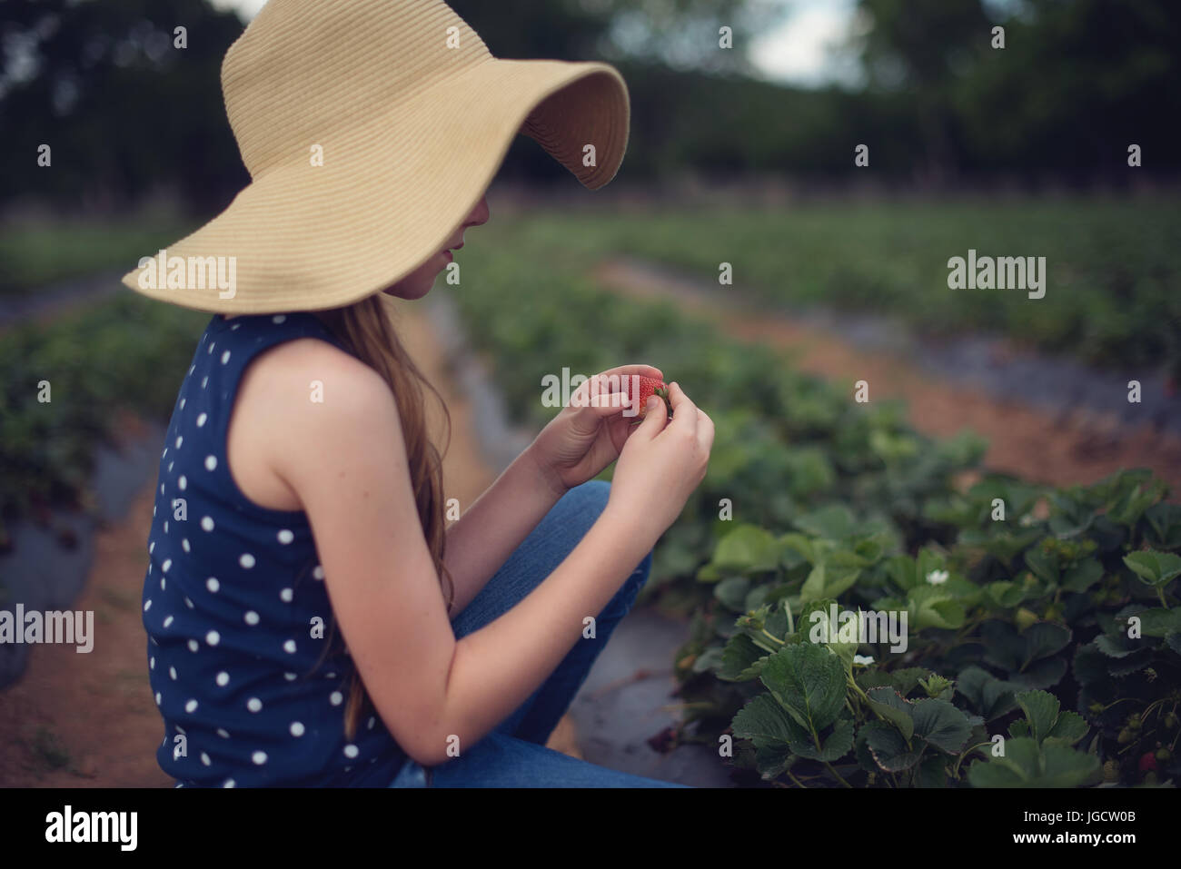 Girl sitting in a field picking strawberries Stock Photo - Alamy