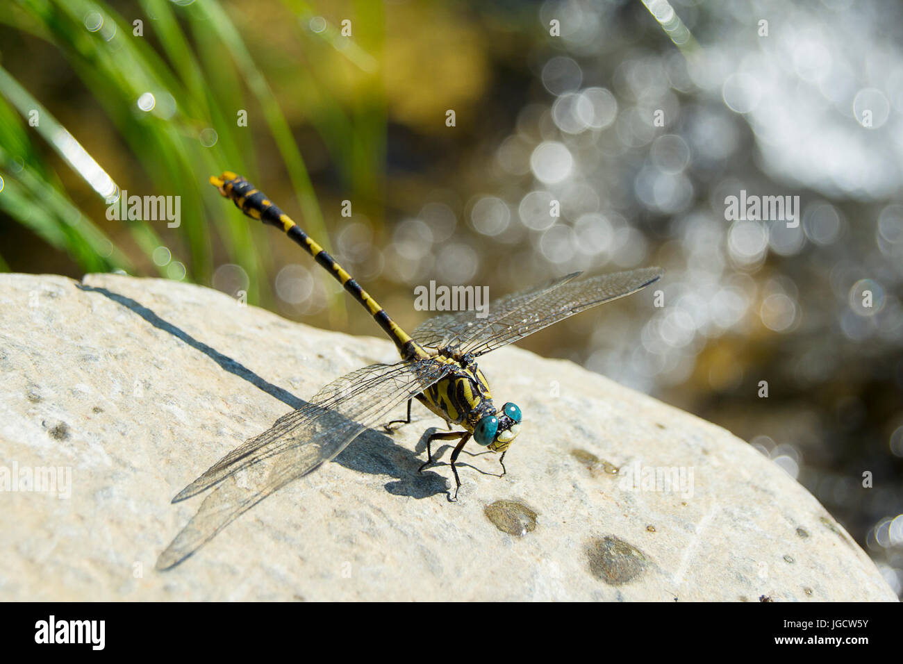 Dragonfly on a rock Stock Photo - Alamy