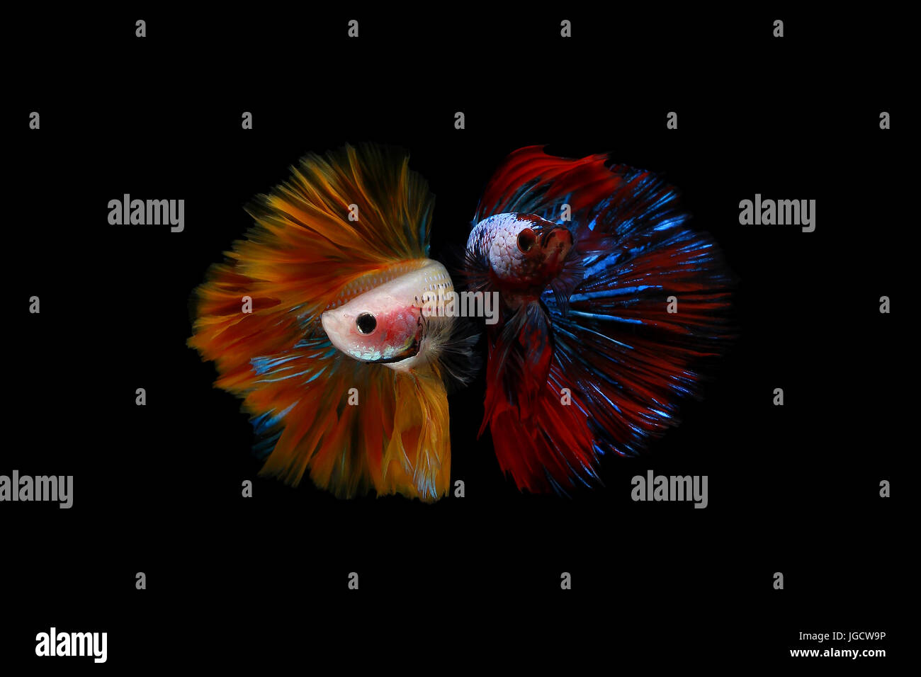 Two multi coloured betta fish Stock Photo