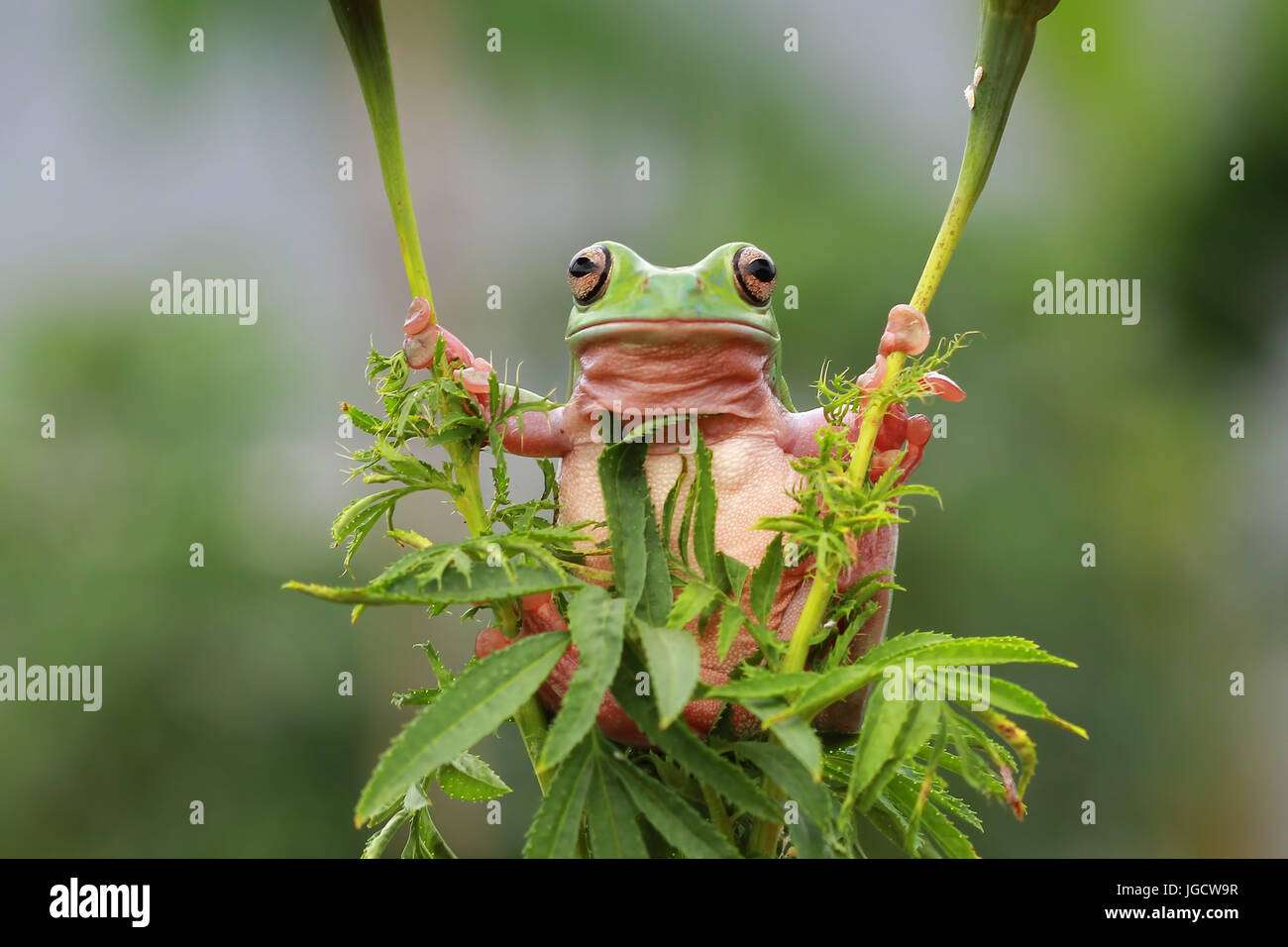 Dumpy tree frog holding onto a plant, Indonesia Stock Photo - Alamy