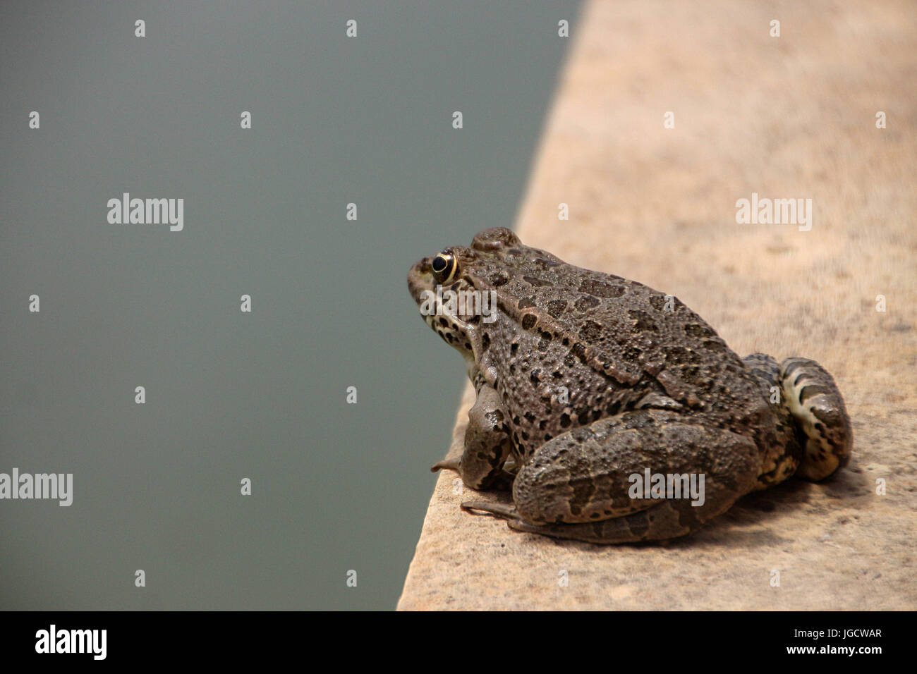 Frog siting on a wall Stock Photo