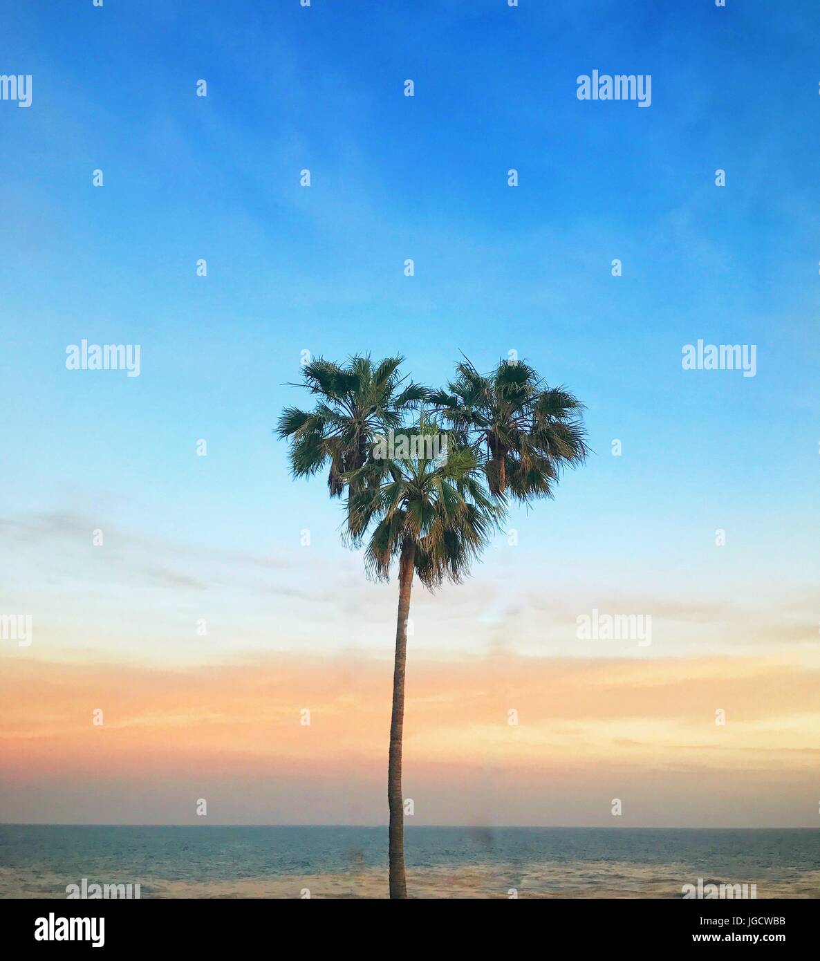 Heart shaped palm tree, Laguna Beach, Orange County, California, United States Stock Photo