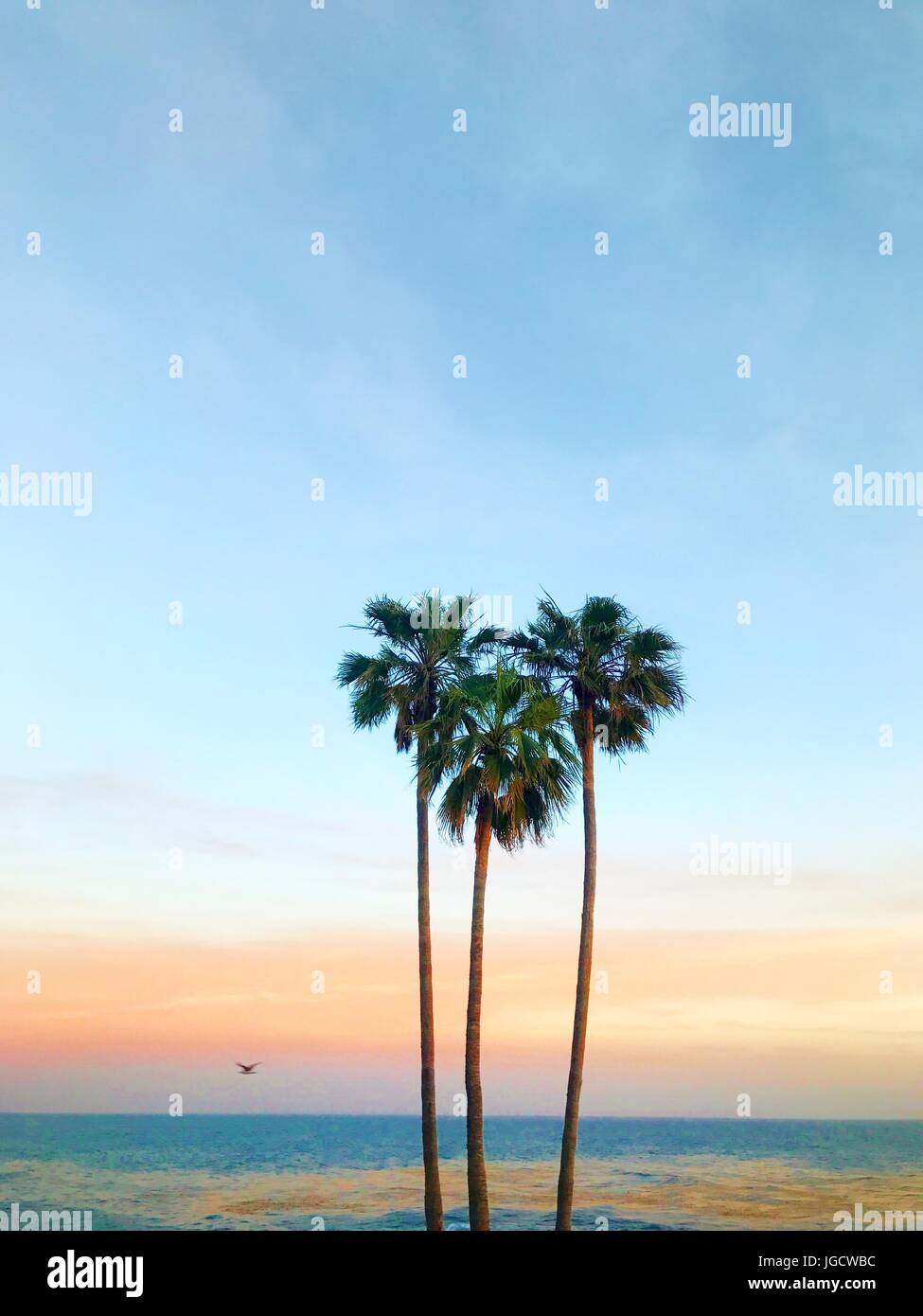 Three palm trees in the shape of a heart, Laguna Beach, Orange County, California, United States Stock Photo