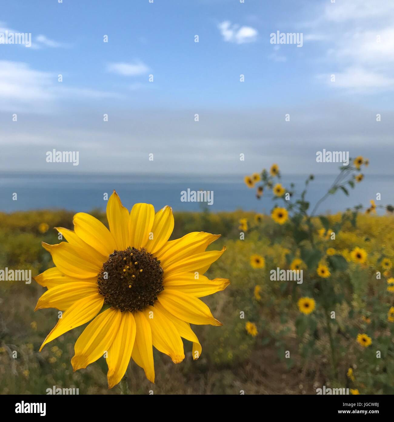 Sunflower by the ocean, Orange County, California, United States Stock Photo