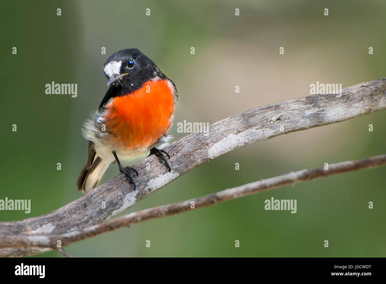 Scarlet Robins (Petroica boodang) perched on a branch, Australia Stock Photo