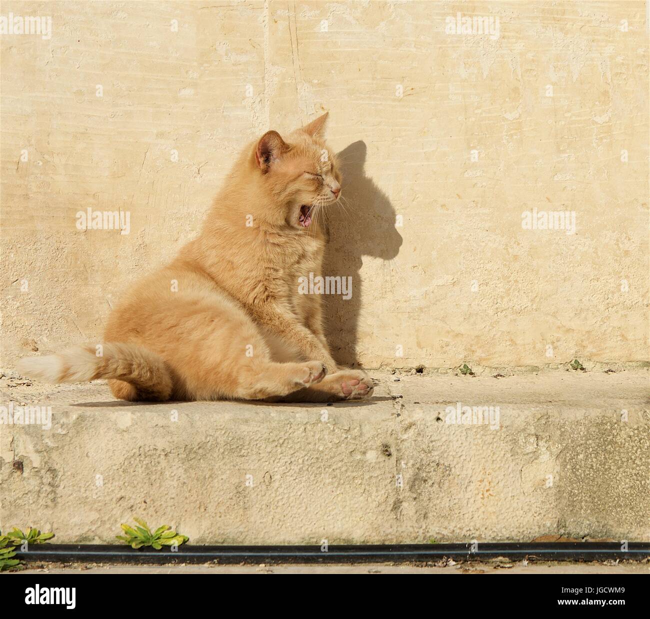 Cat sitting in the sun yawning Stock Photo