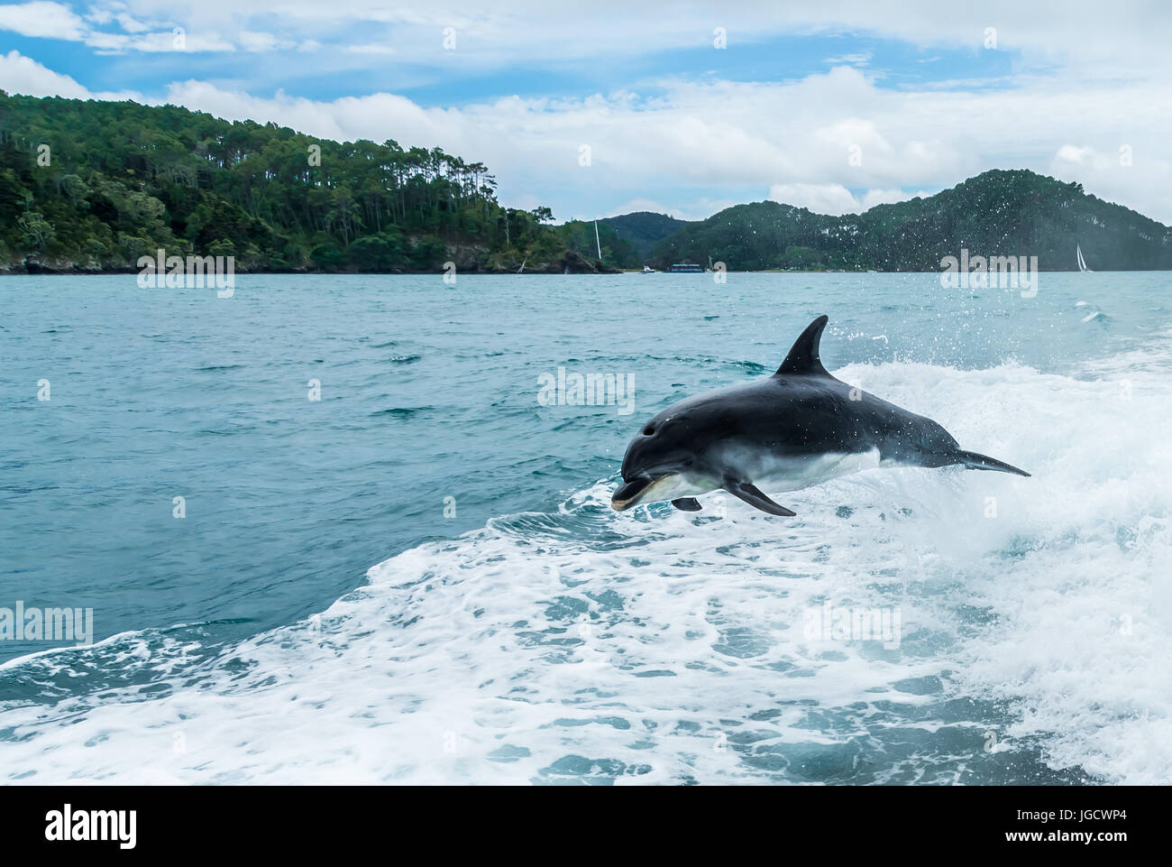 Dolphin jumping out of the ocean in the wake of a boat, Bay of Islands, North Island, New Zealand Stock Photo