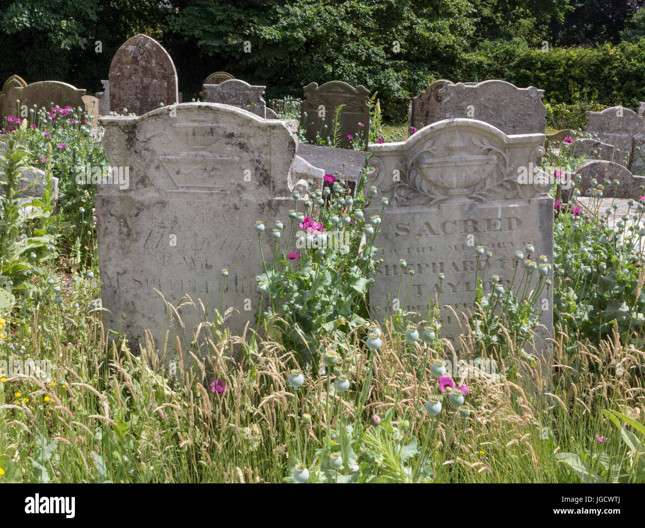 Headstones in a wildlife section of a cemetery with wild flowers and grasses Stock Photo