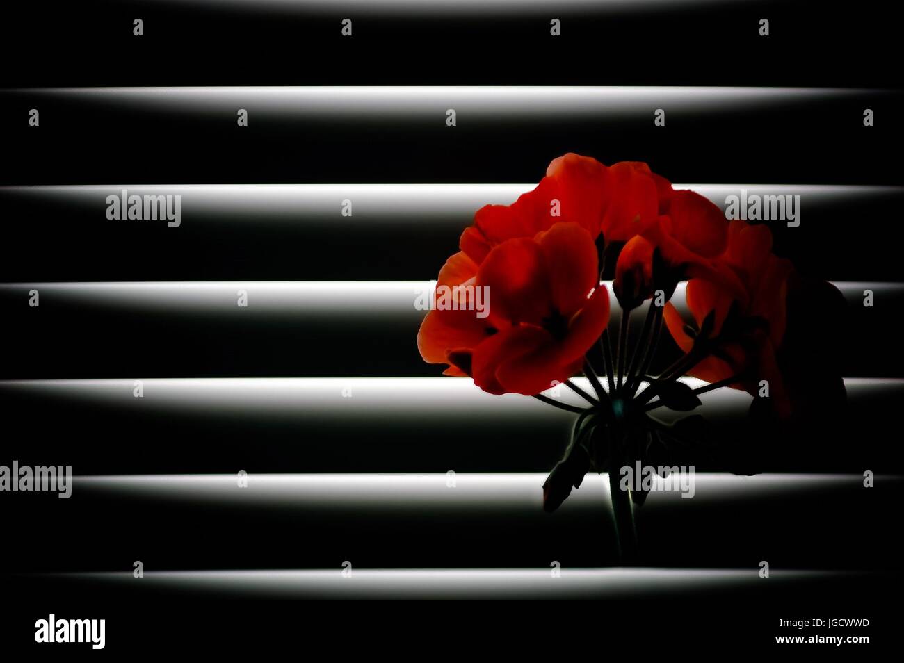 Red flowers by window blinds Stock Photo