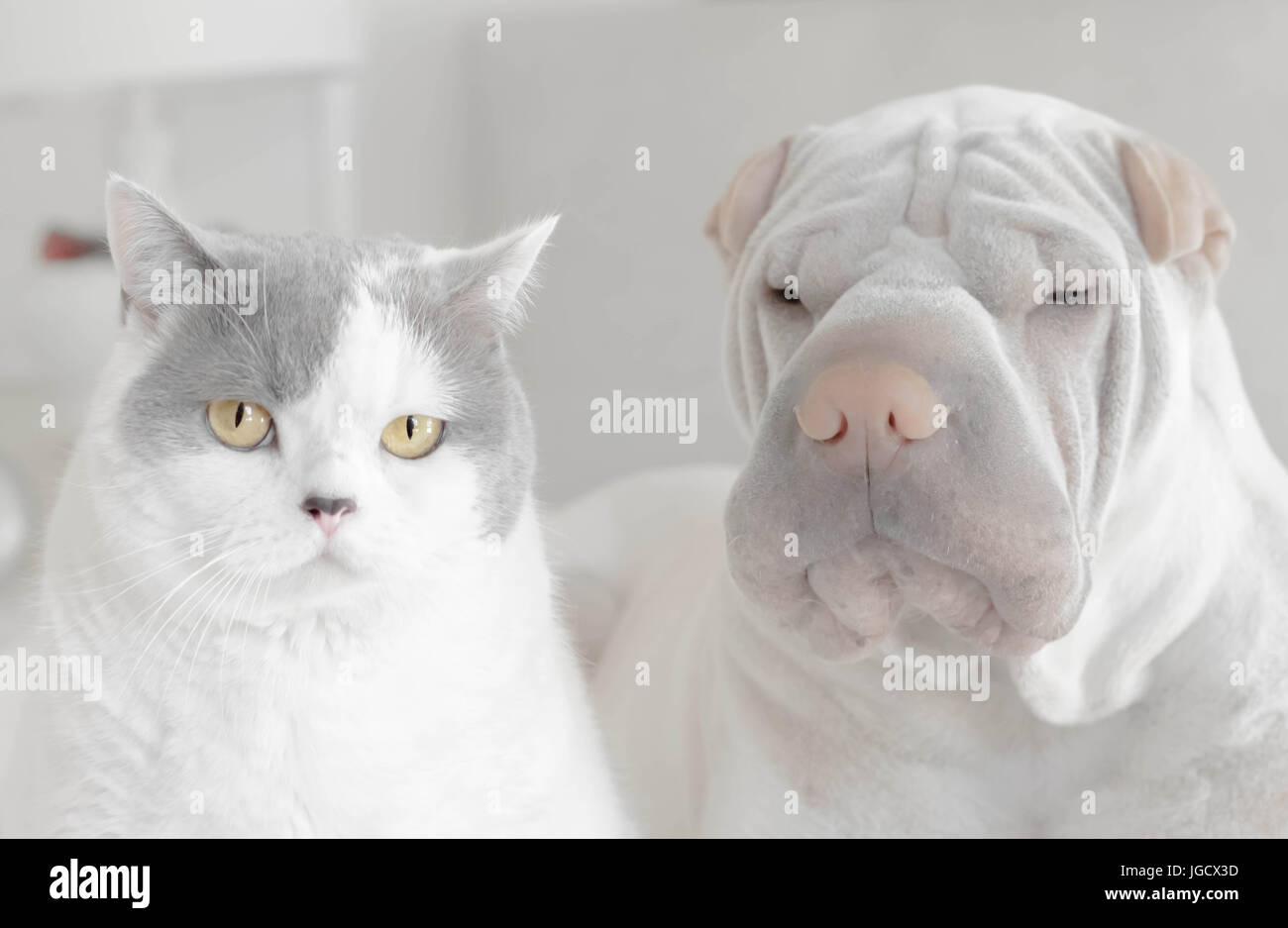 Portrait of a shar-pei dog and British shorthair cat Stock Photo