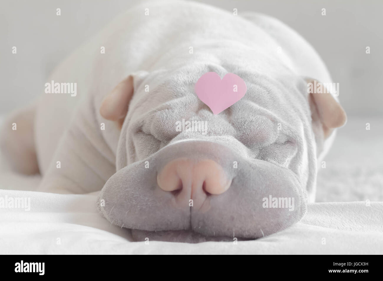 shar-pei dog with a love heart on it's head Stock Photo