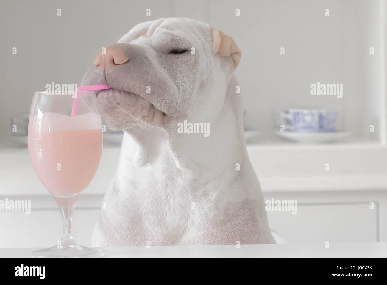 shar-pei dog drinking a milkshake through a straw Stock Photo