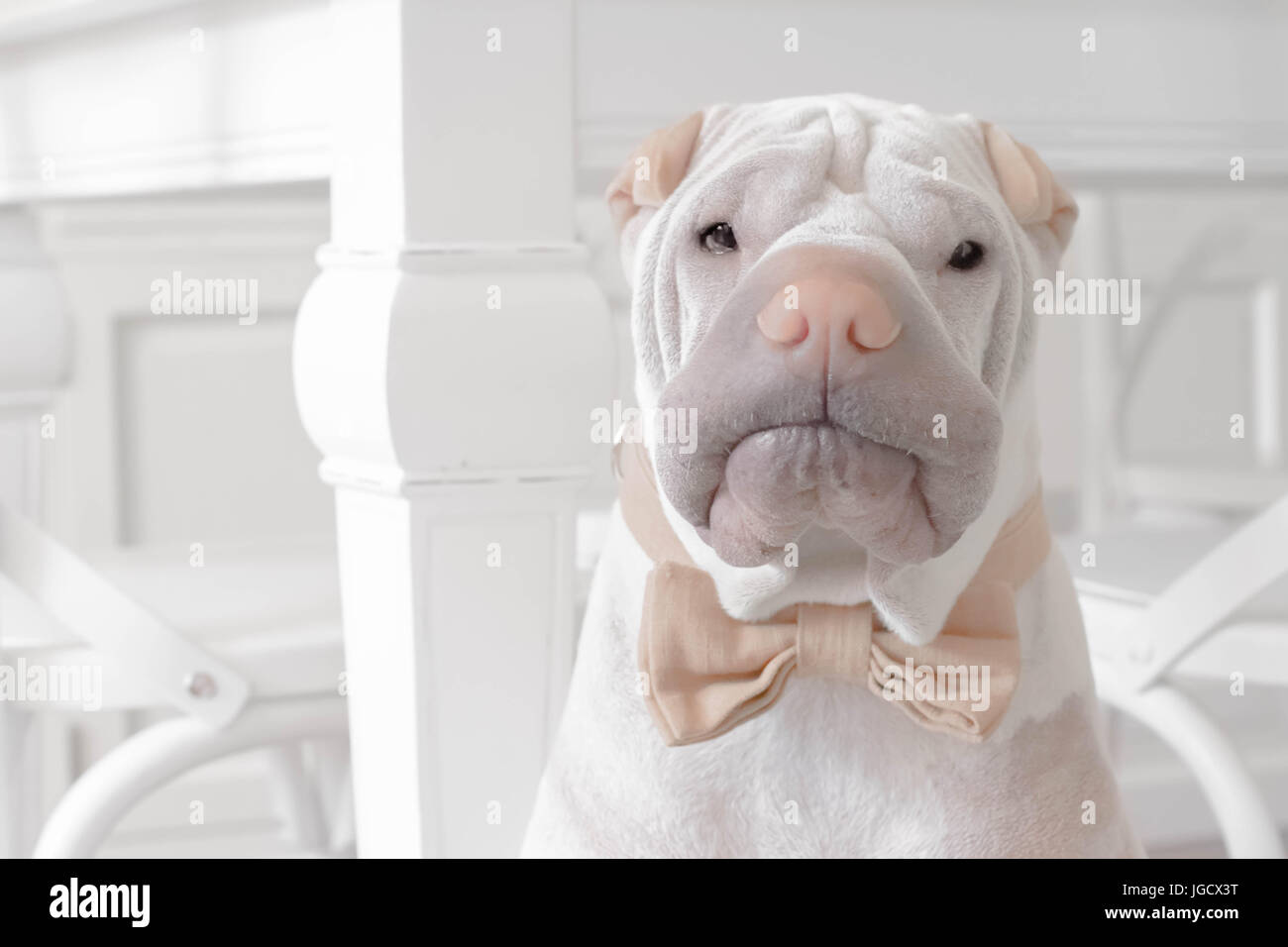 shar-pei dog wearing a bow tie Stock Photo