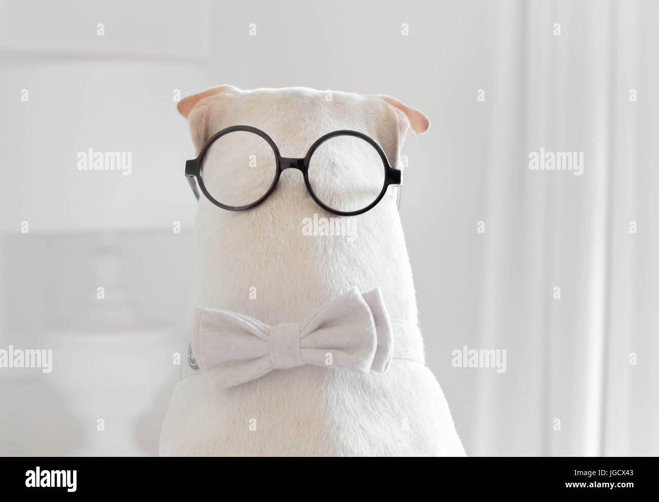 shar-pei dog wearing a bow tie and spectacles on the back of his head Stock Photo
