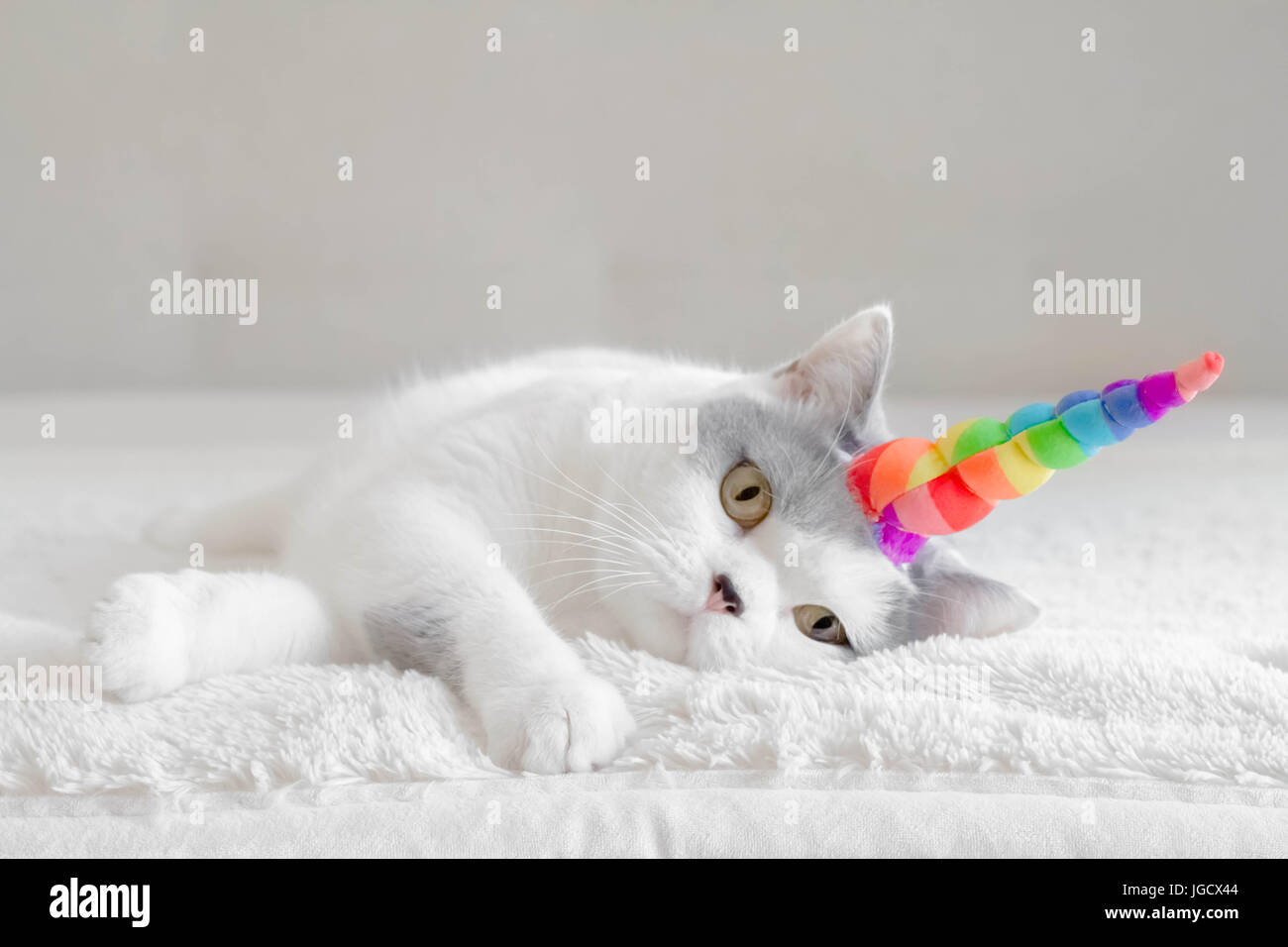 British shorthair Cat wearing a unicorn horn Stock Photo