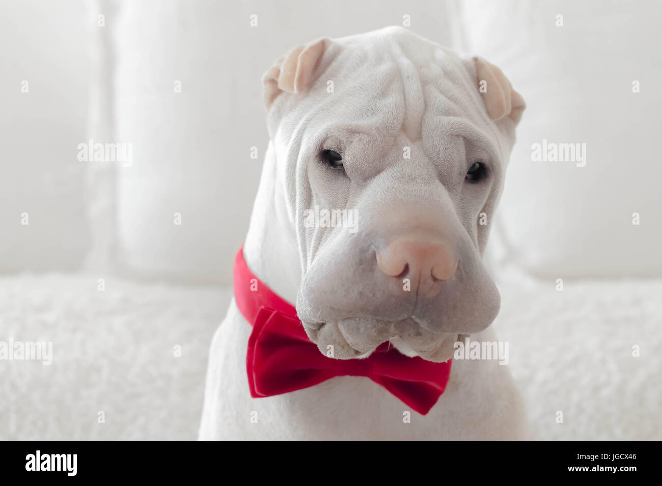 shar-pei dog wearing bow tie Stock Photo