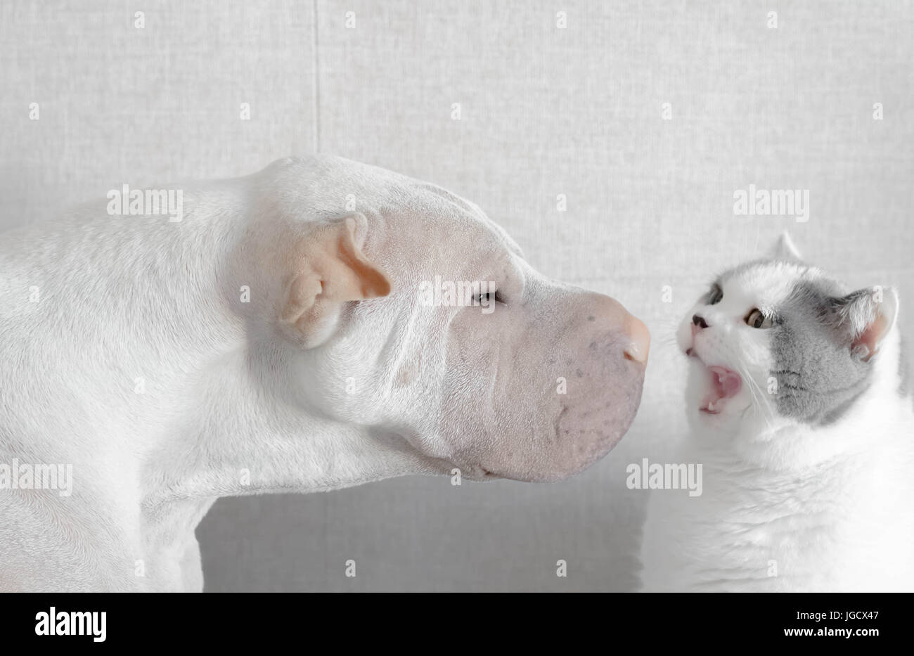 shar-pei dog face to face with a British shorthair cat Stock Photo