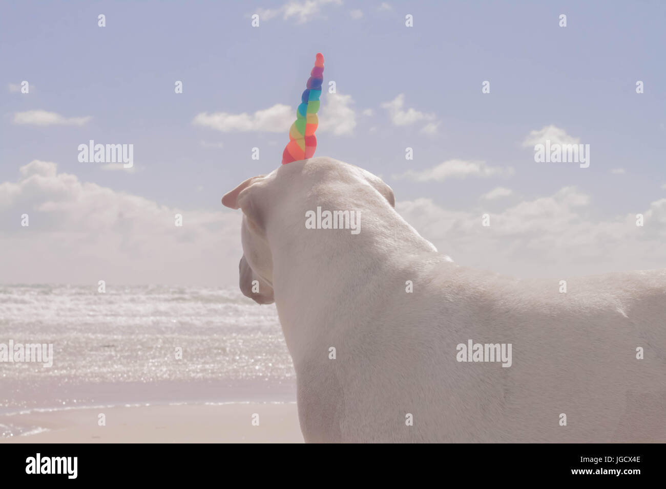 shar-pei dog standing on the beach wearing a unicorn horn Stock Photo