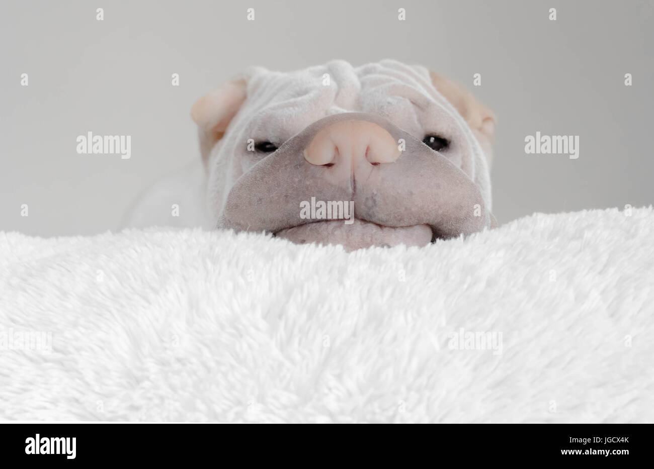 shar-pei dog resting his head on a rug Stock Photo