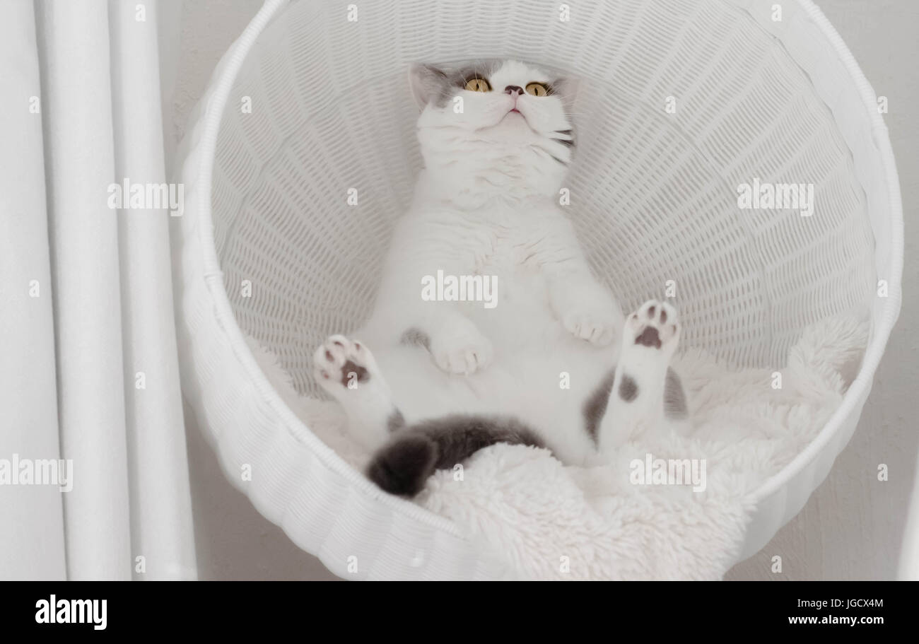 British shorthair cat sitting in a cat basket Stock Photo