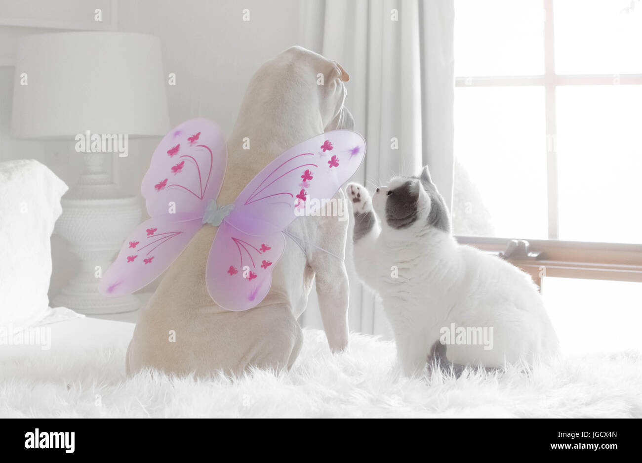 shar-pei dog wearing butterfly wings playing with a British shorthair cat Stock Photo