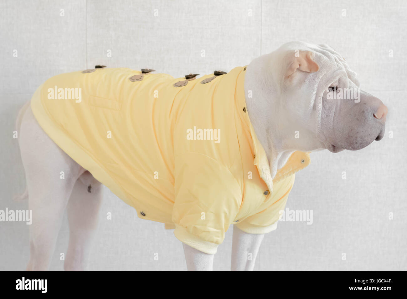 Shar pei clearance jacket