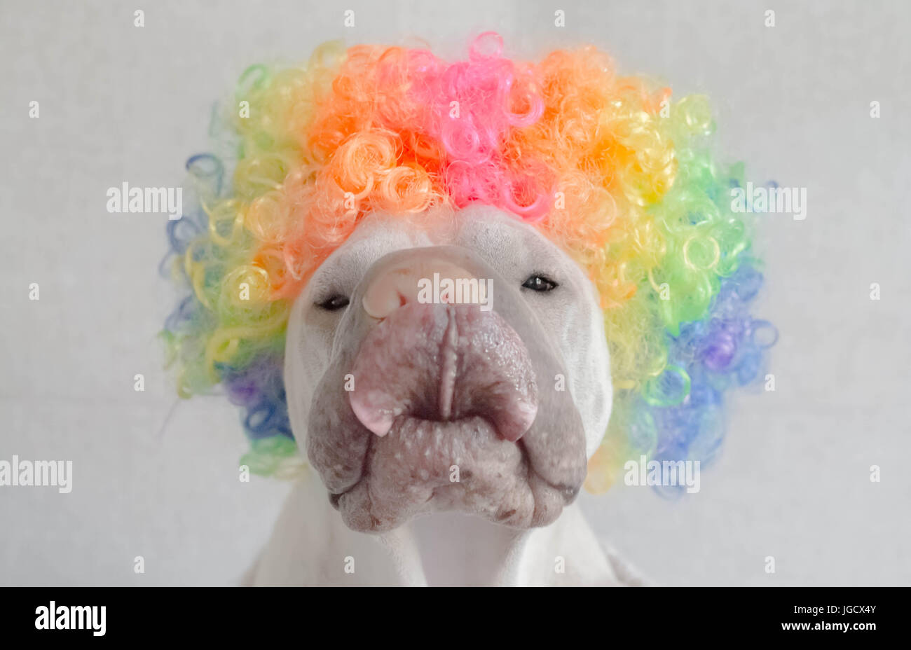 Shar pei dog wearing a multi-colored curly hair wig and licking his lips Stock Photo