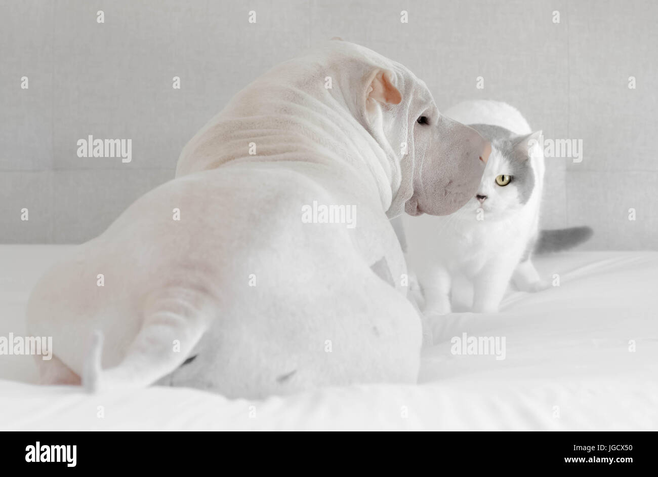 British shorthair cat and shar pei dog sitting on a bed Stock Photo