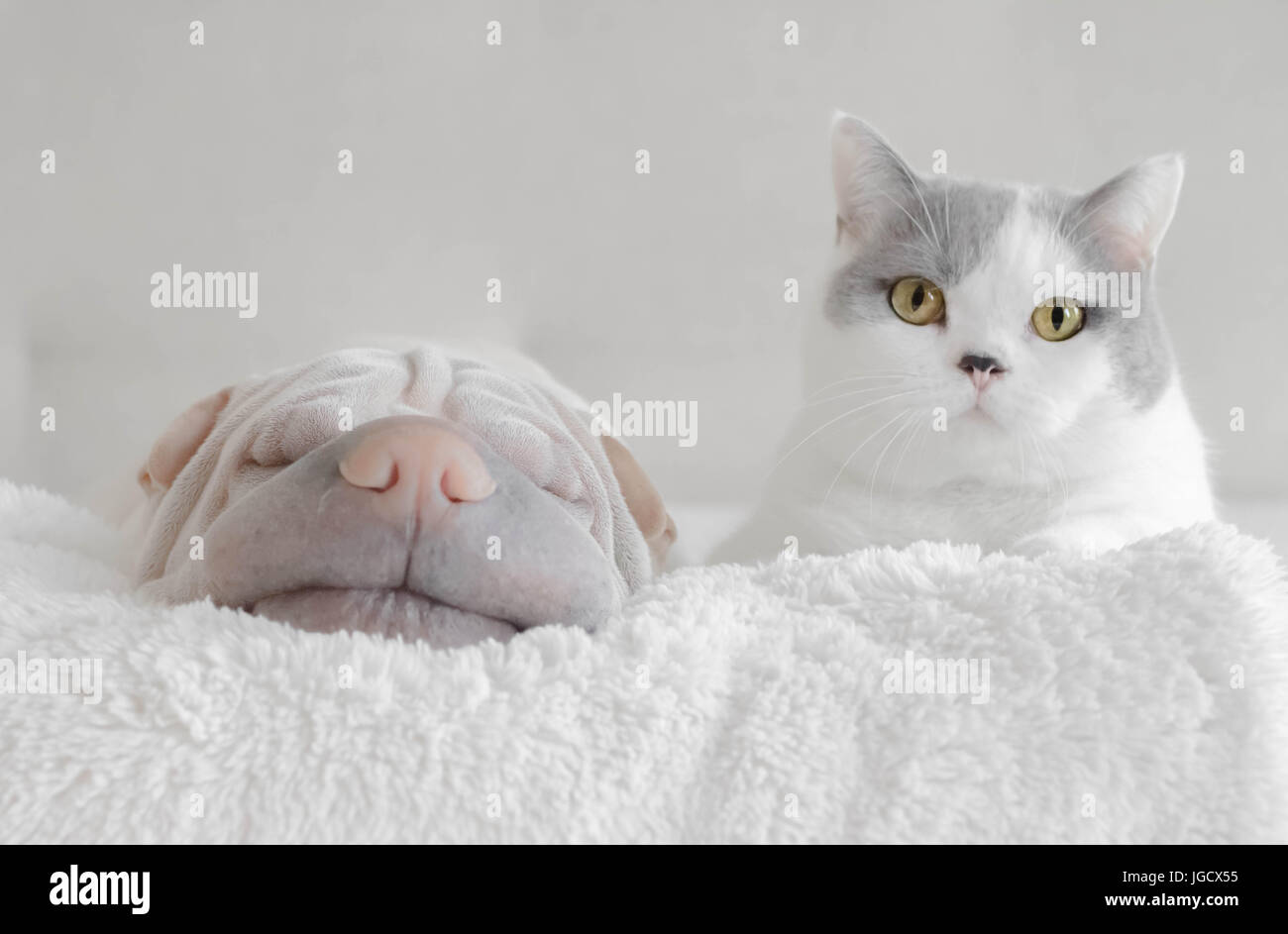 British shorthair Cat and shar pei dog lying on a blanket Stock Photo