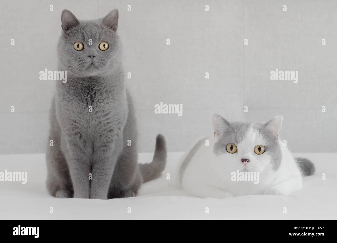 British Blue cat and British Shorthair cat sitting side by side Stock Photo