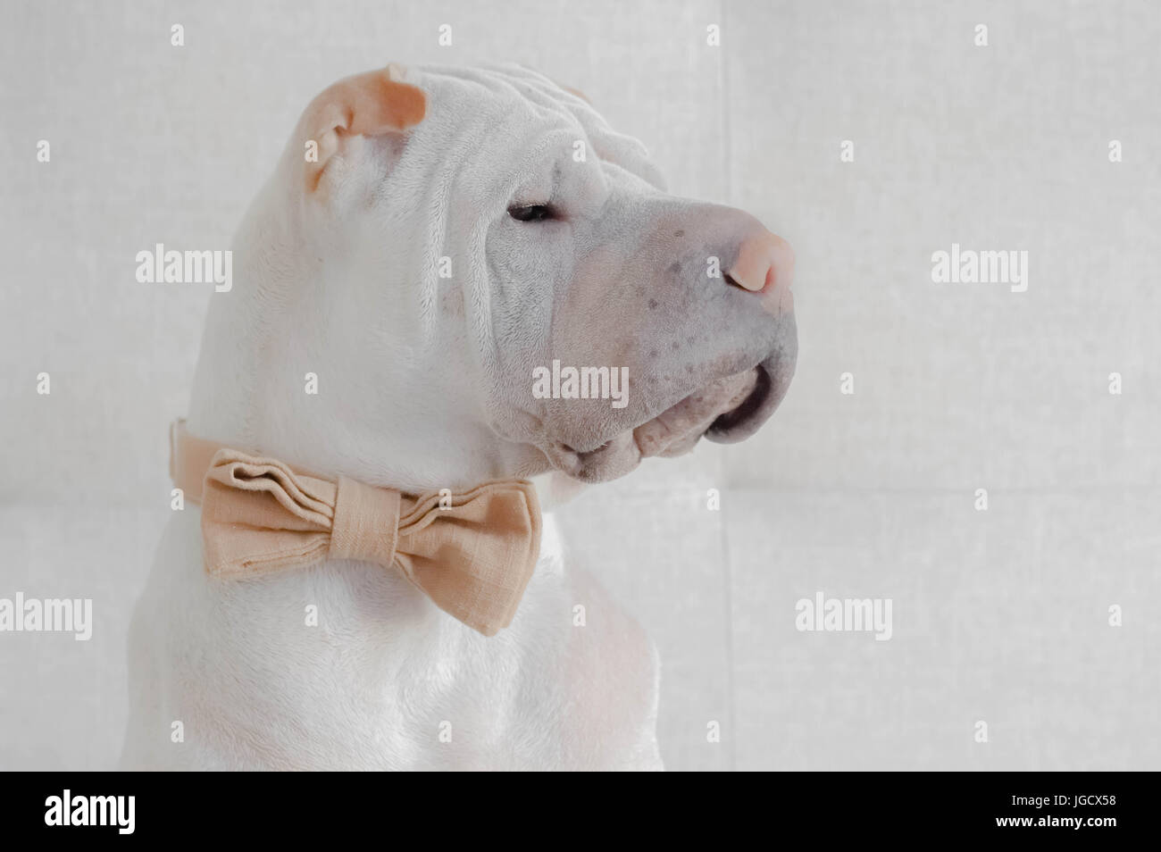 Shar pei dog wearing a bow tie Stock Photo