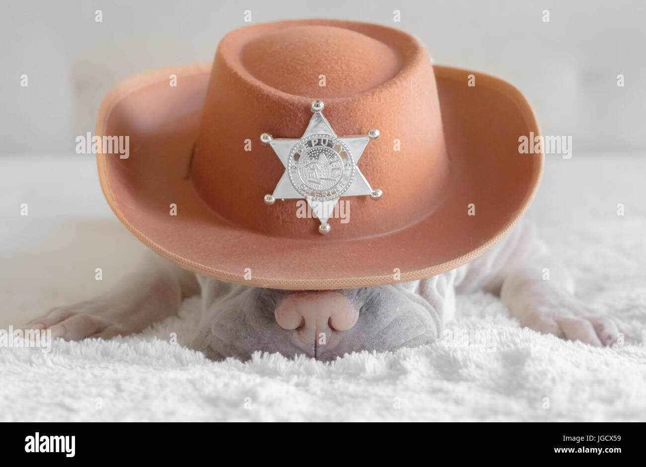 Shar pei dog wearing a cowboy hat with a deputy sheriff badge Stock Photo